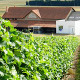 Gamay AOC Touraine, Domaine Villemaine 2024 - Case of 6 (usual price £96)