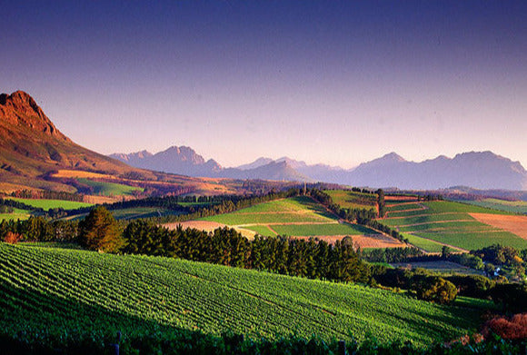 Tutored Tasting of South African Wines Part II - Wednesday 26th June 2024