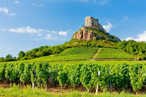 Beyond the Côte d'Or: Tutored Tasting of Wines from the South of Burgundy - Thursday 2nd October 2025
