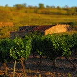 Rioja 'Inedito' 3/3, Bodegas Lacus 2021
